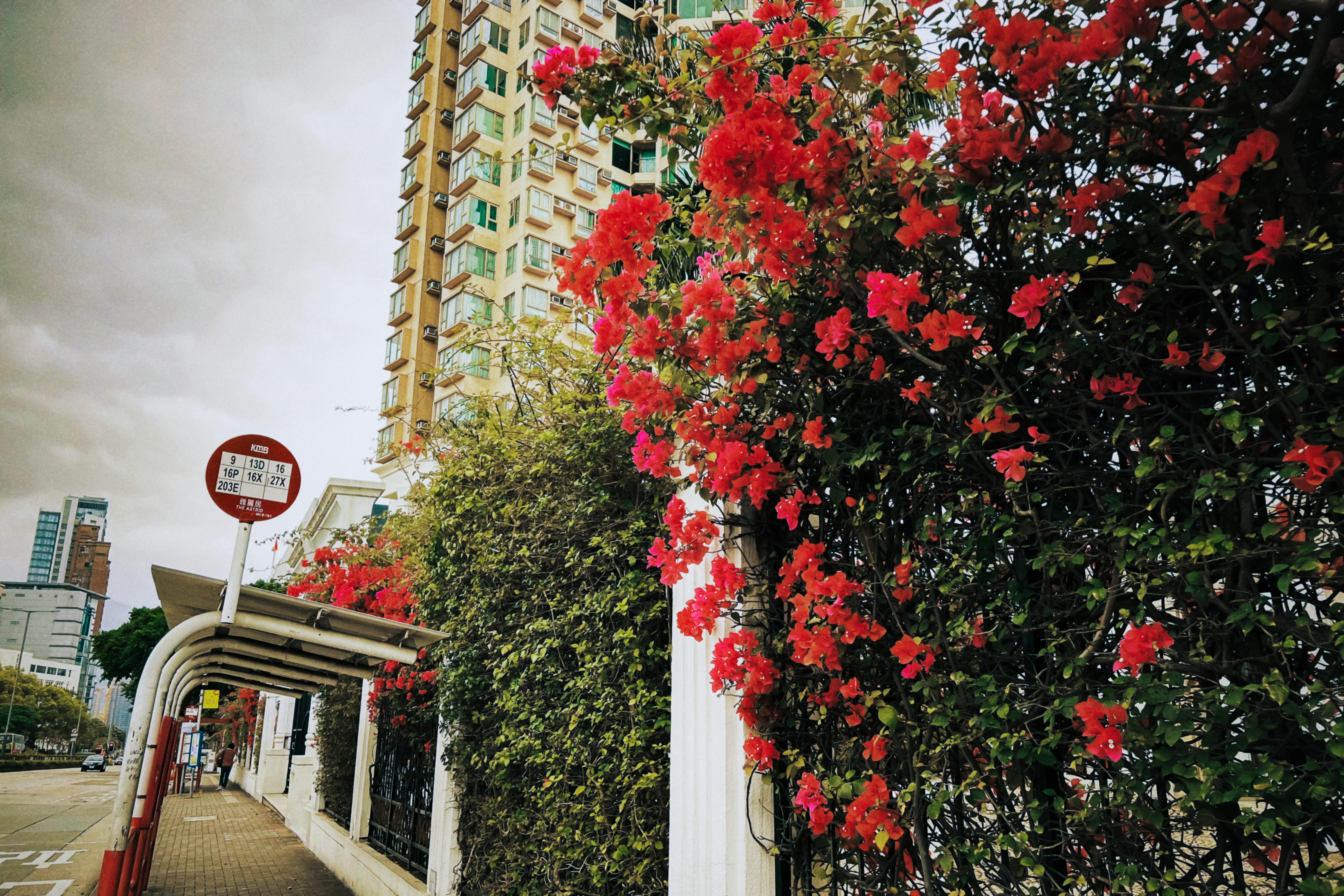 Hong Kong Flower